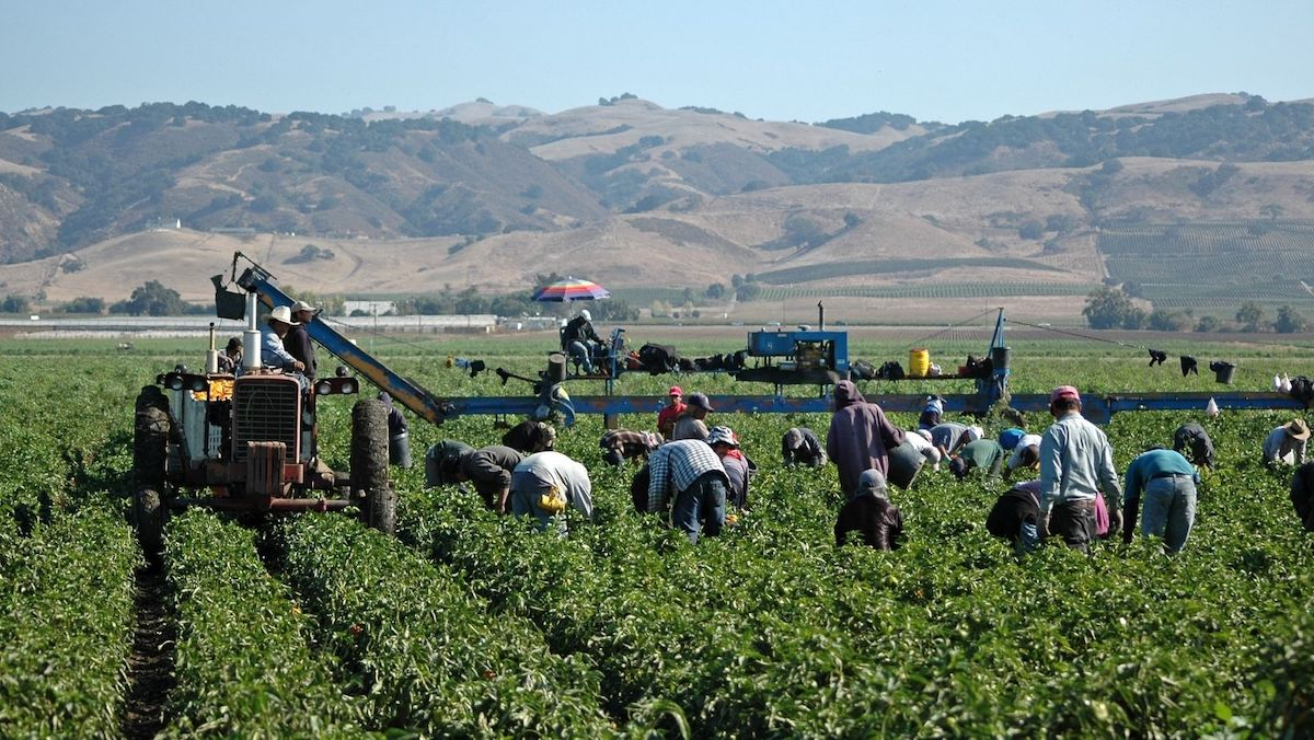Trabajo Agrícola